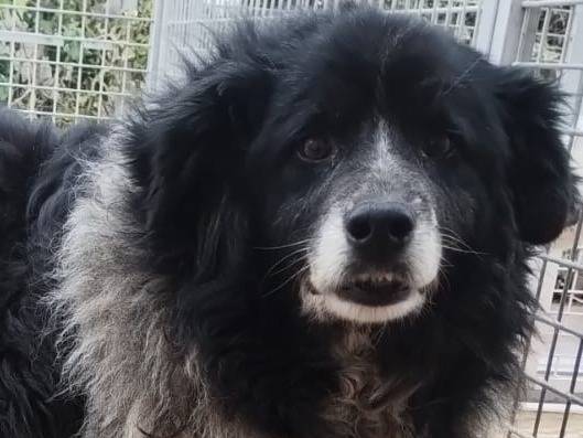 Adotta un cane, taglia grande, femmina, Viterbo