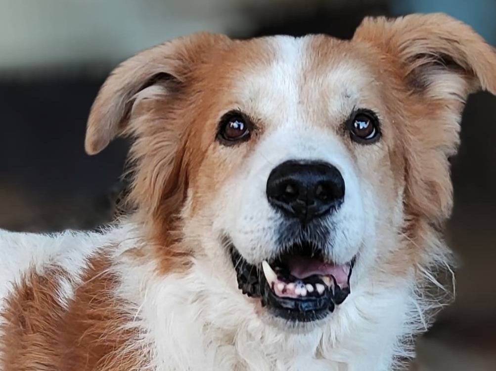 Foto dell'animale