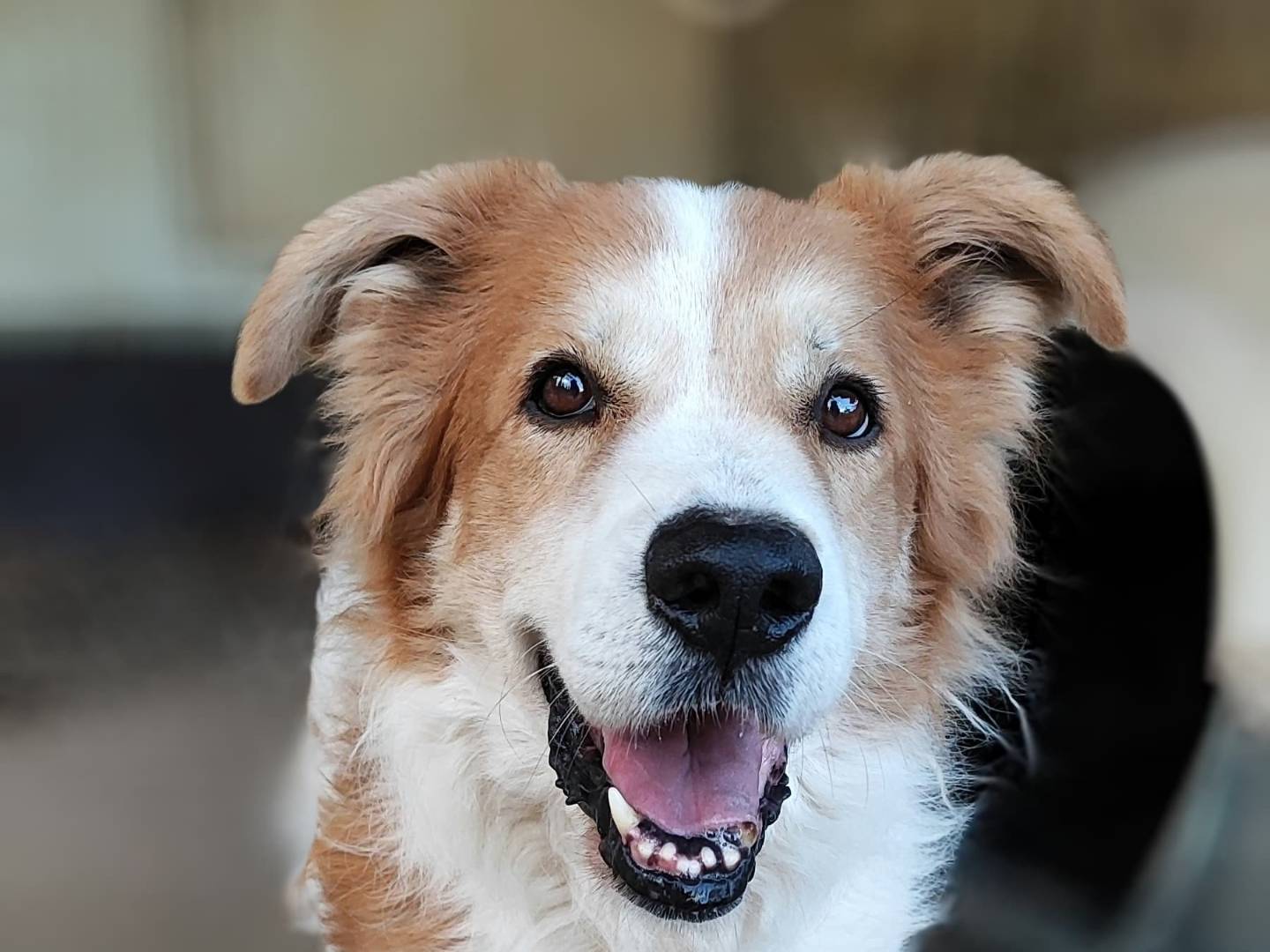 Adotta un cane, taglia media, maschio, Como