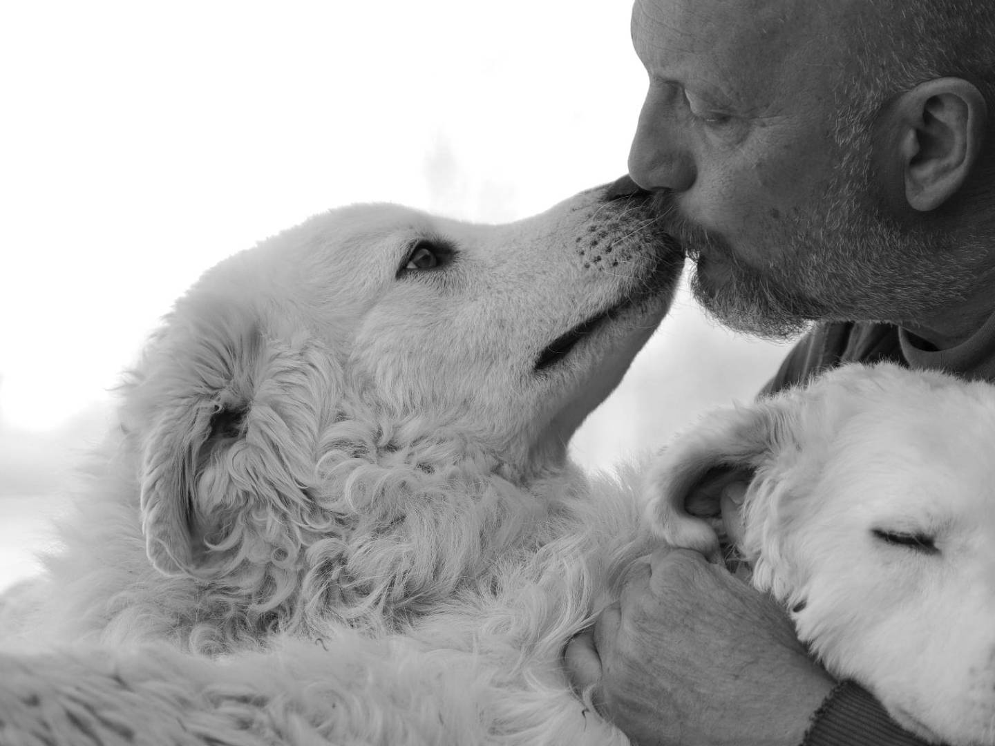 Adotta un cane, taglia grande, maschio, Parma