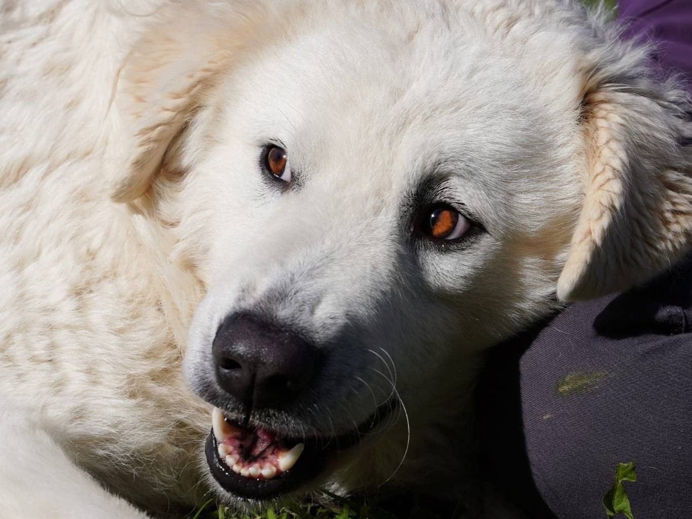 Vuoi adottare un cane a Parma?