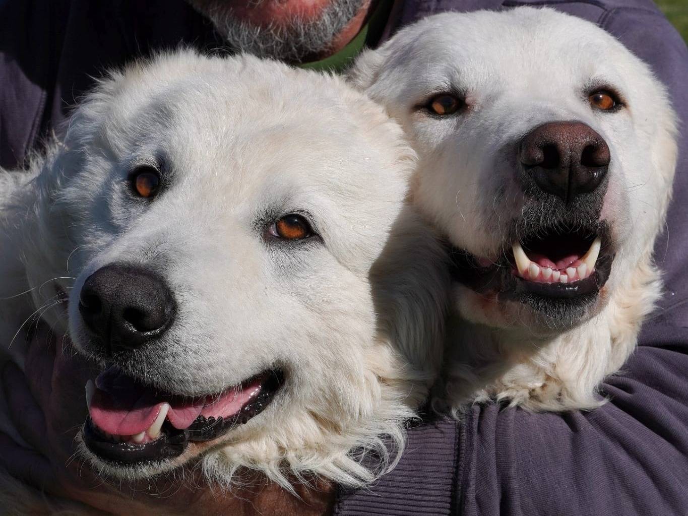 Vuoi adottare un cane a Parma?