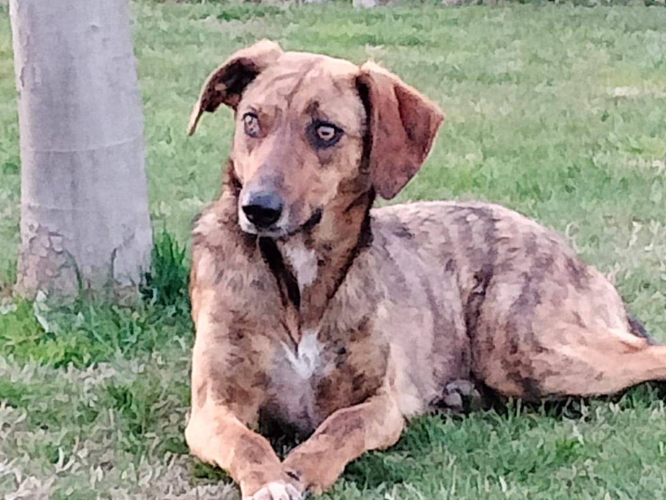 Adotta un cane, taglia media contenuta, femmina, Parma