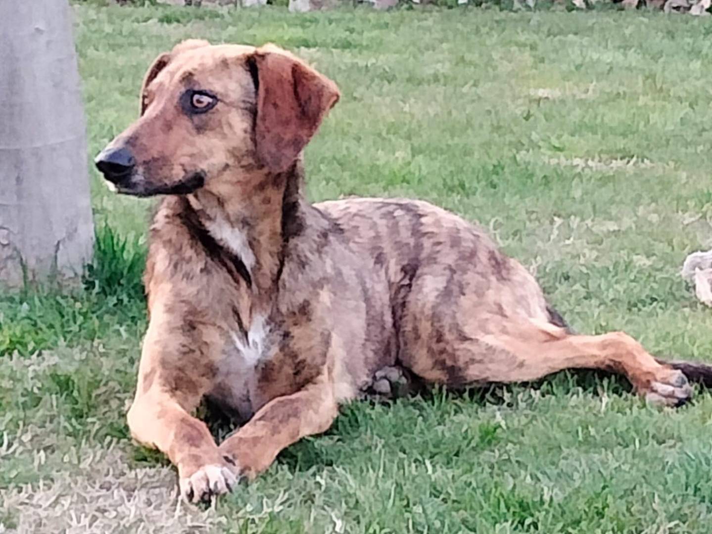 Vuoi adottare un cane a Parma?