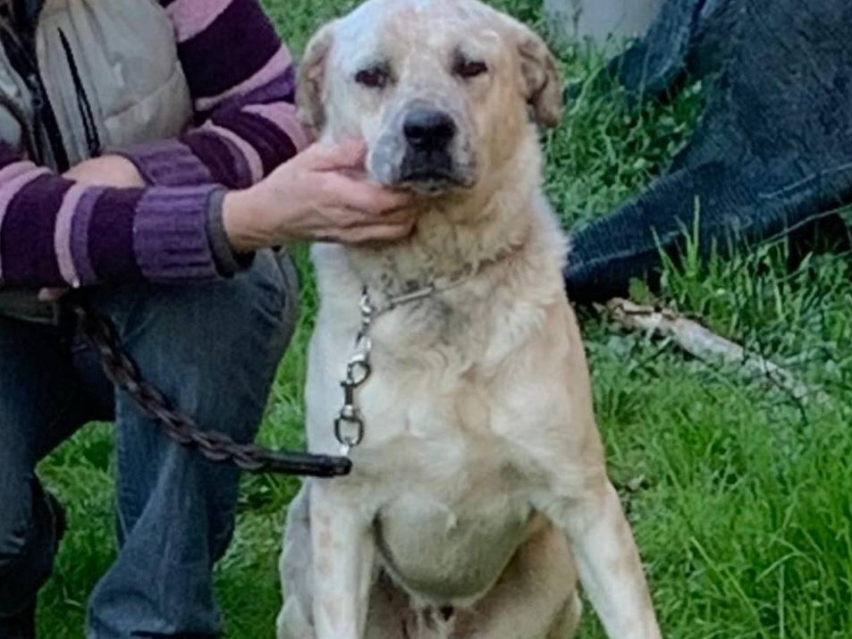 Adotta un cane, maschio, 1 anno e 9 mesi , Pavia