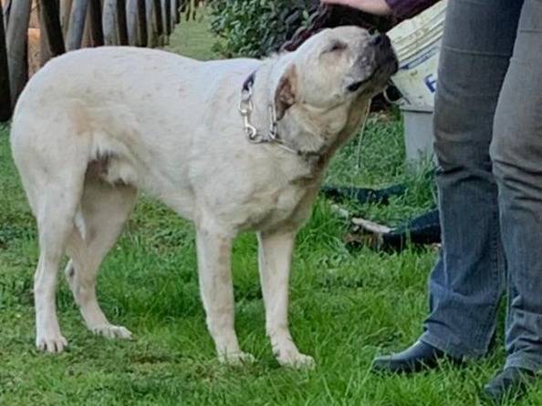 Adotta un cane, taglia grande, maschio, Pavia