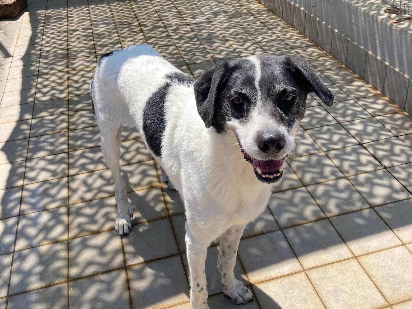 Adotta un cane, maschio, 7 anni  e 6 mesi , Roma