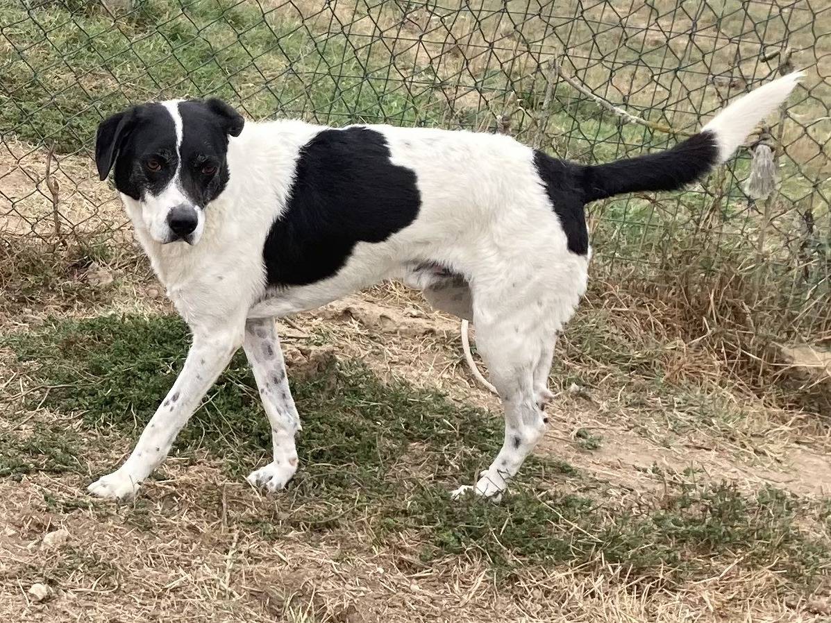 Adotta un cane, taglia media, maschio, Roma