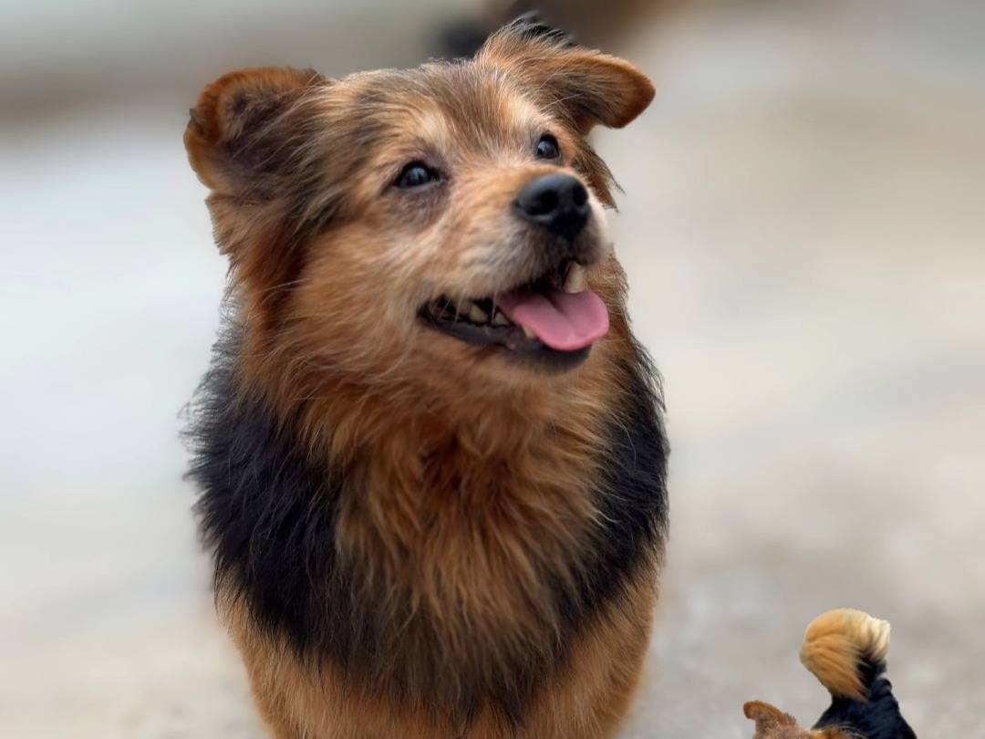 Foto dell'animale