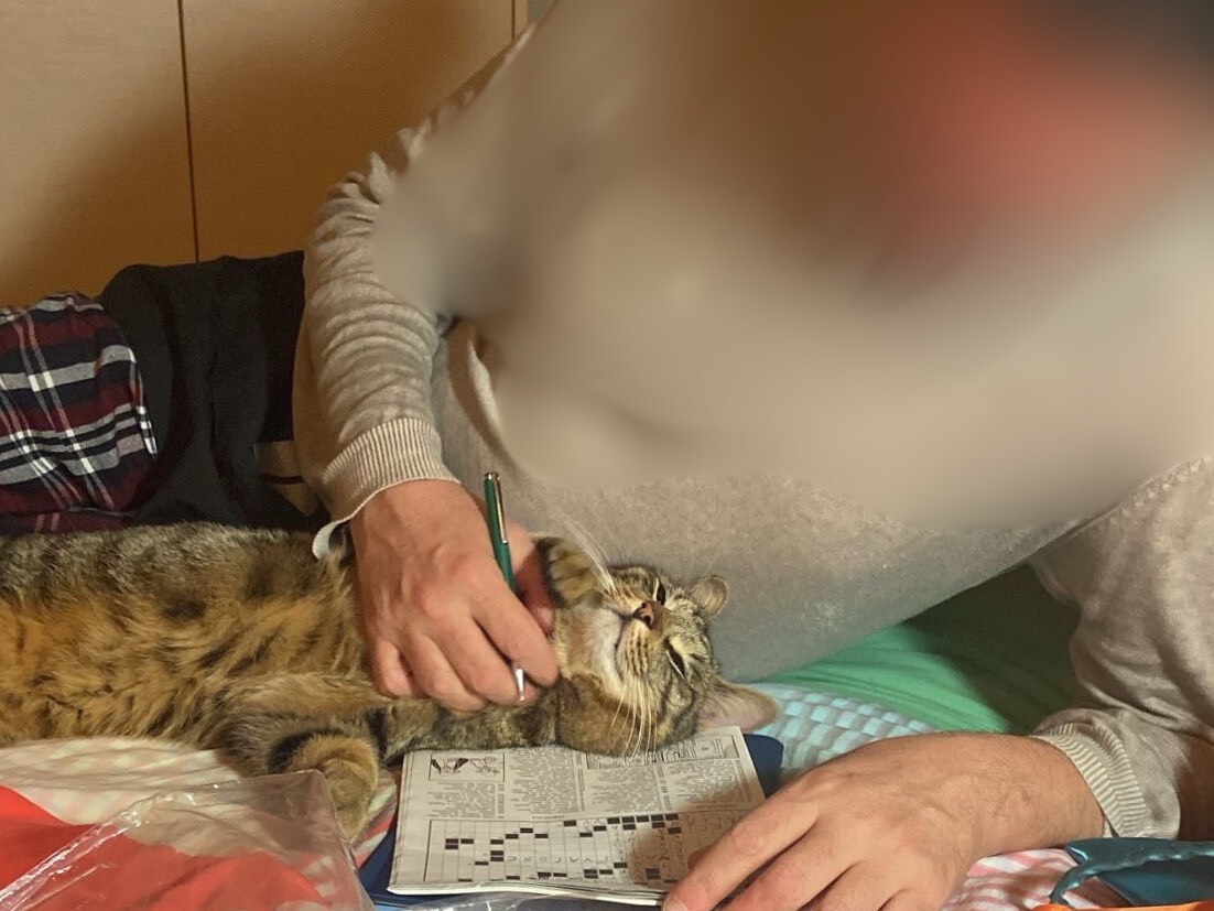 Adotta un gatto, maschio, 1 anno e 5 mesi , Lecco