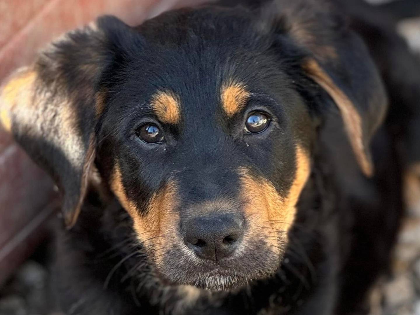 Foto dell'animale