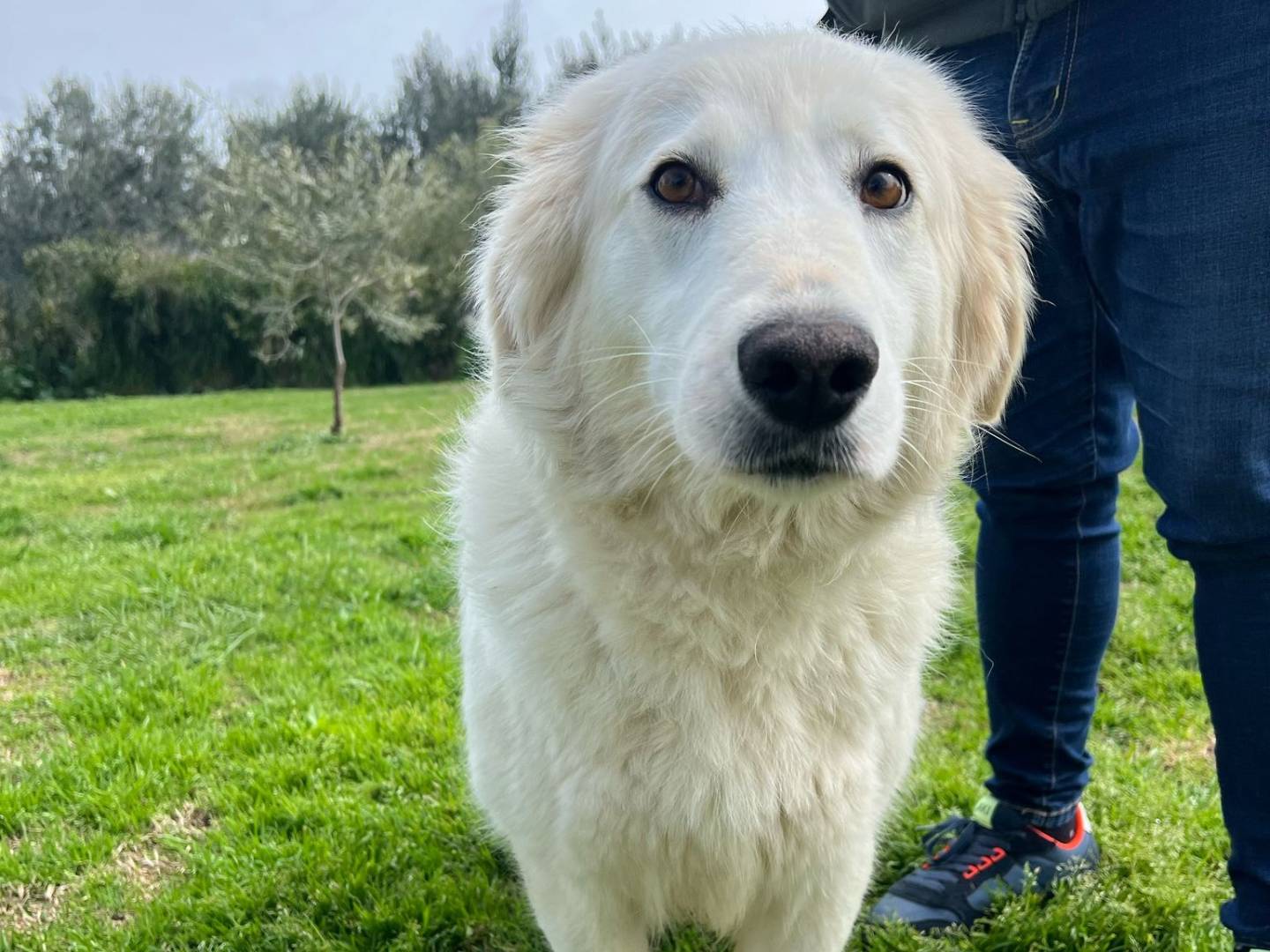 Foto dell'animale