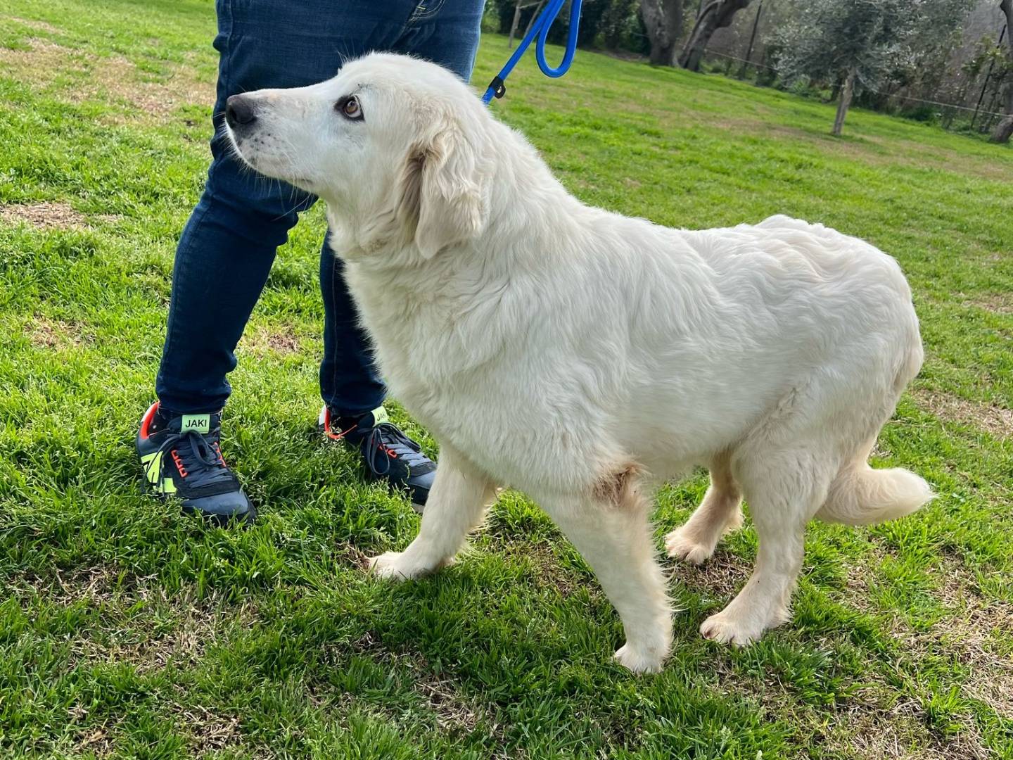 Adotta un cane, femmina, 7 anni , Matera