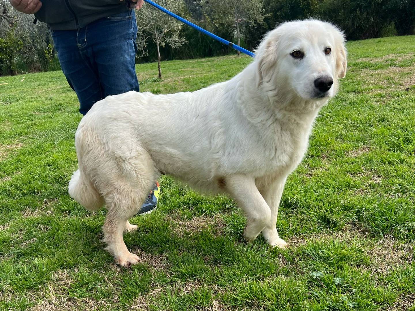 Adotta un cane, taglia media, femmina, Matera