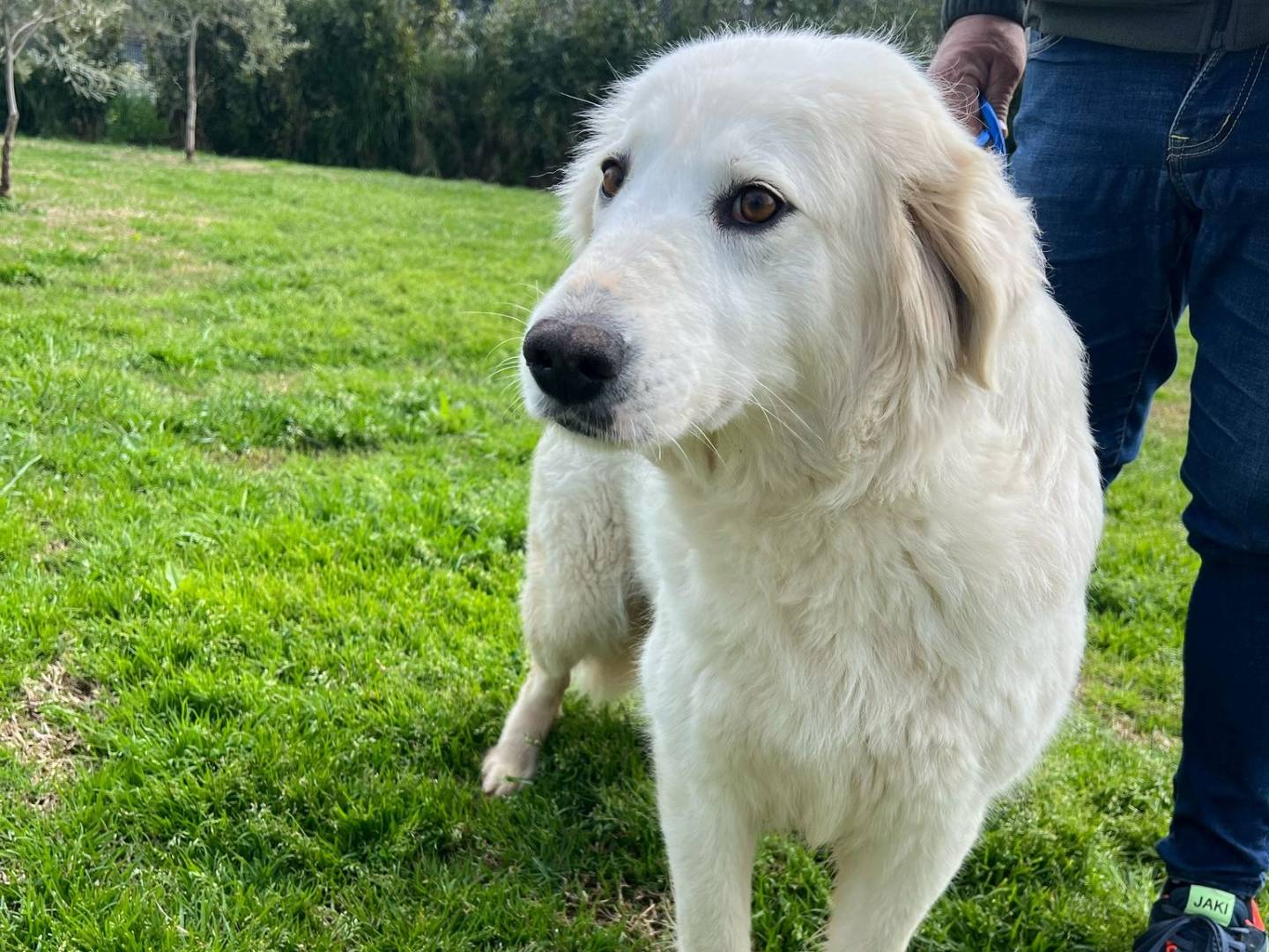 Vuoi adottare un cane a Matera?