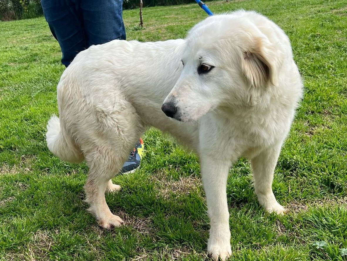 Adotta il cane Sole  a Matera