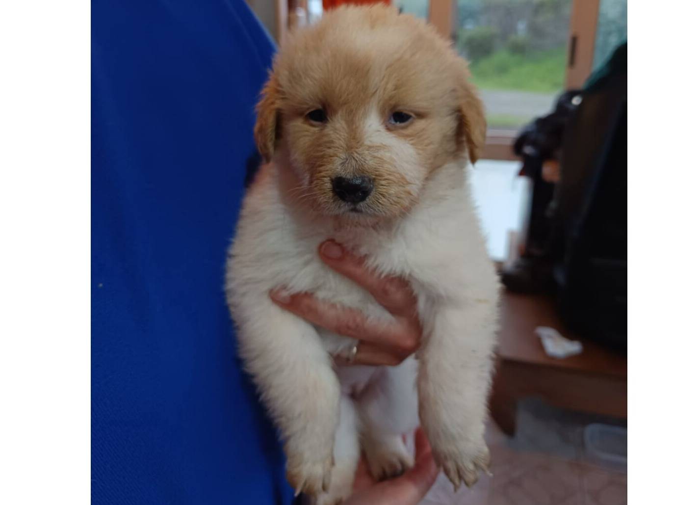 Adotta un cane, femmina, 0 mesi, Bologna