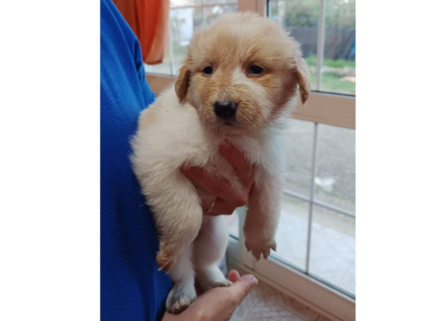 Adotta un cane, taglia media, femmina, Bologna