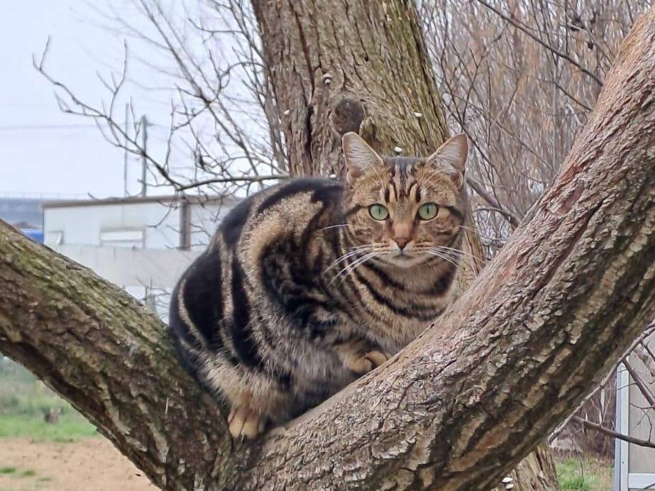 Foto dell'animale