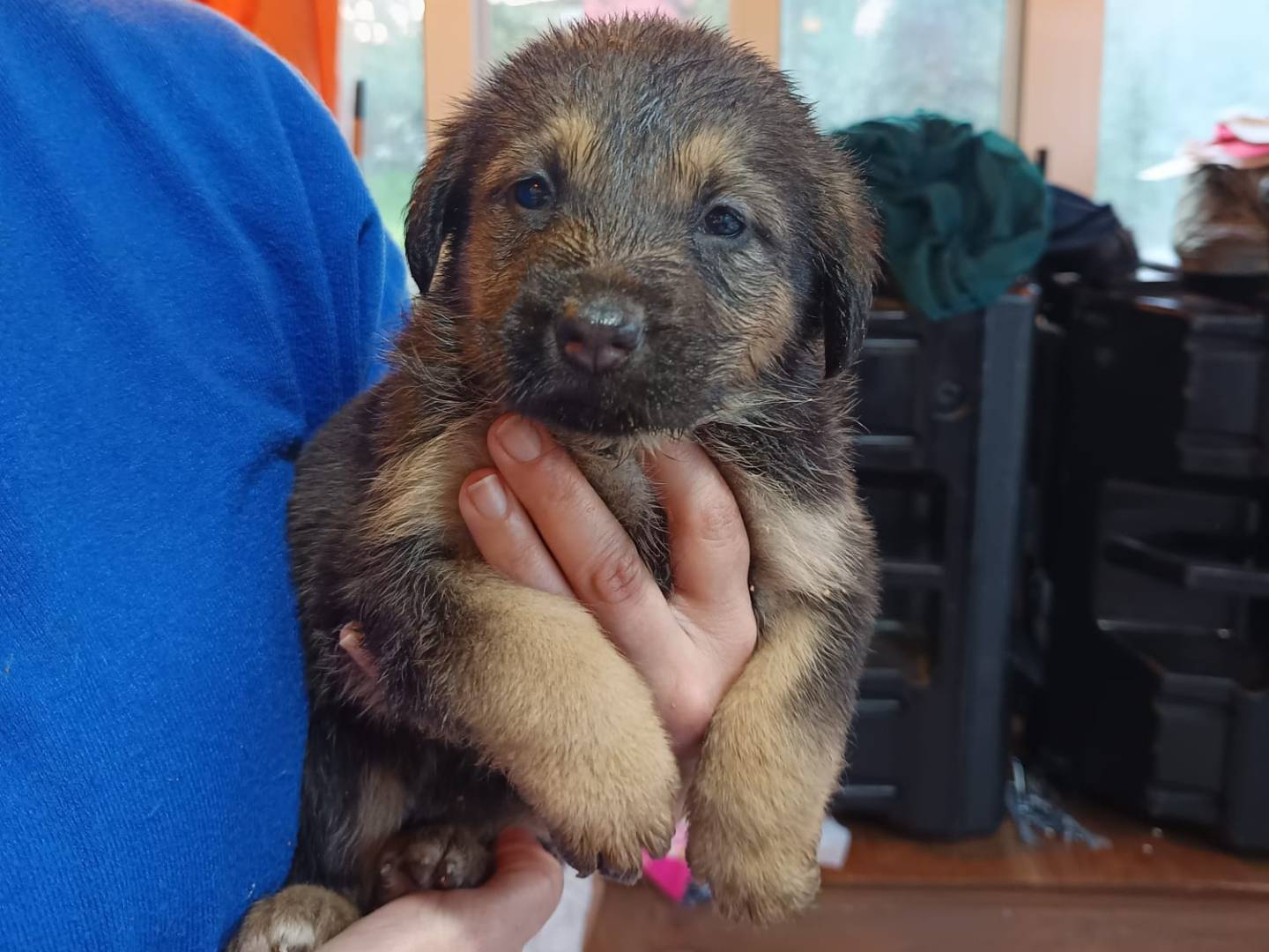 Adotta un cane, femmina, 0 mesi, Ravenna