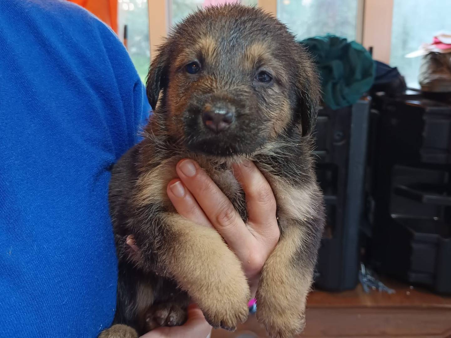 Adotta un cane, taglia media, femmina, Ravenna