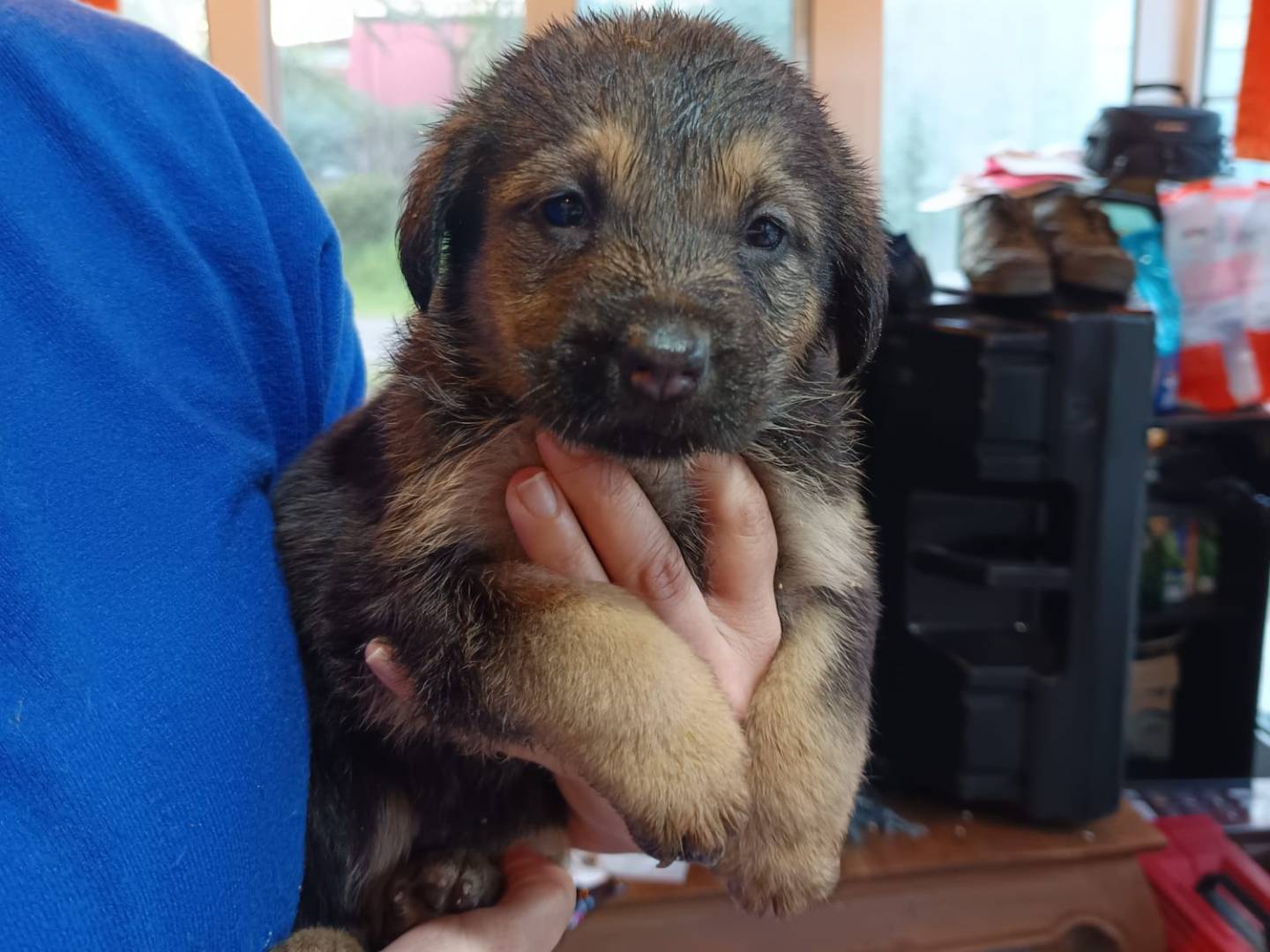 Vuoi adottare un cane a Ravenna?