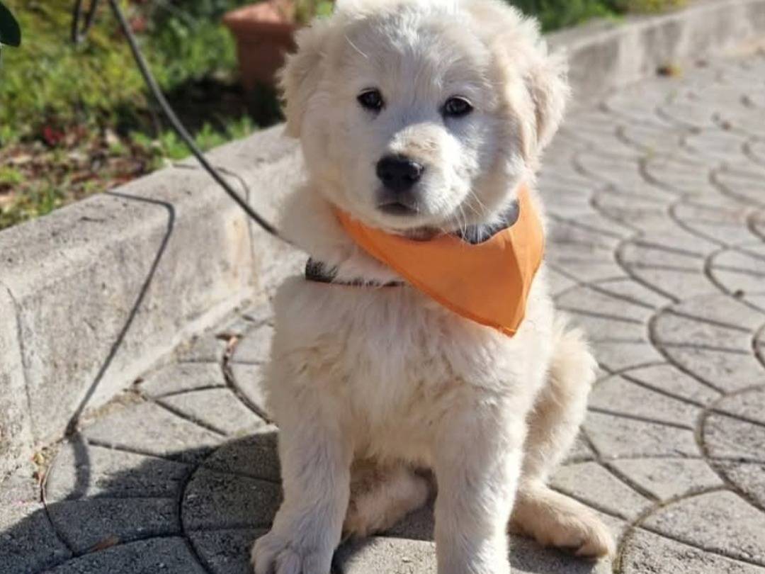 Adozione cane, maschio, Razza sconosciuta Razza sconosciuta, 2 mesi, taglia piccola, Catanzaro