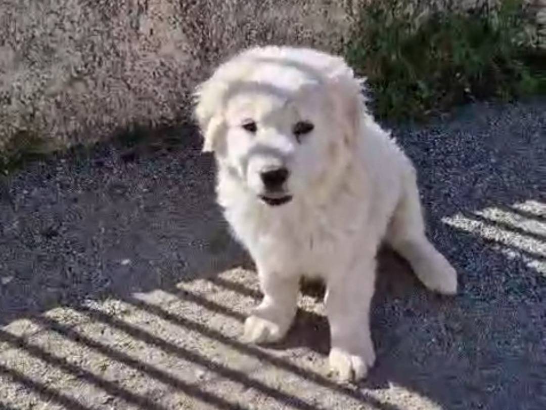 Adotta un cane, maschio, 2 mesi, Catanzaro