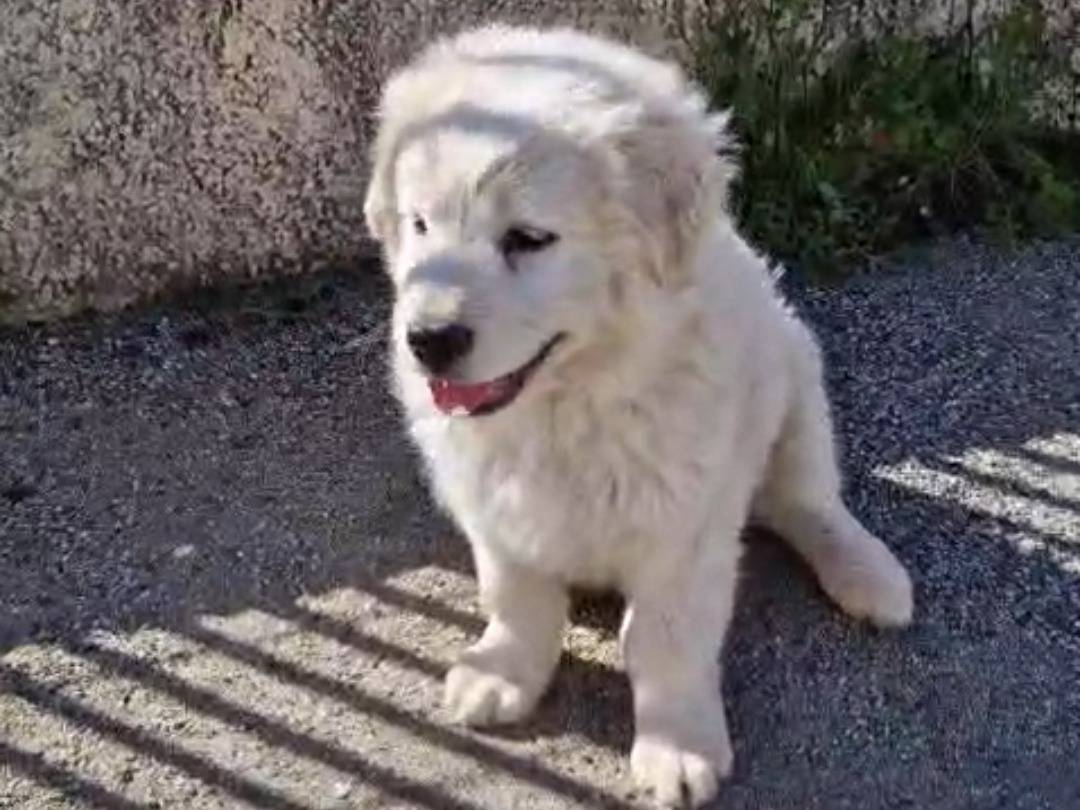 Adotta un cane, taglia piccola, maschio, Catanzaro