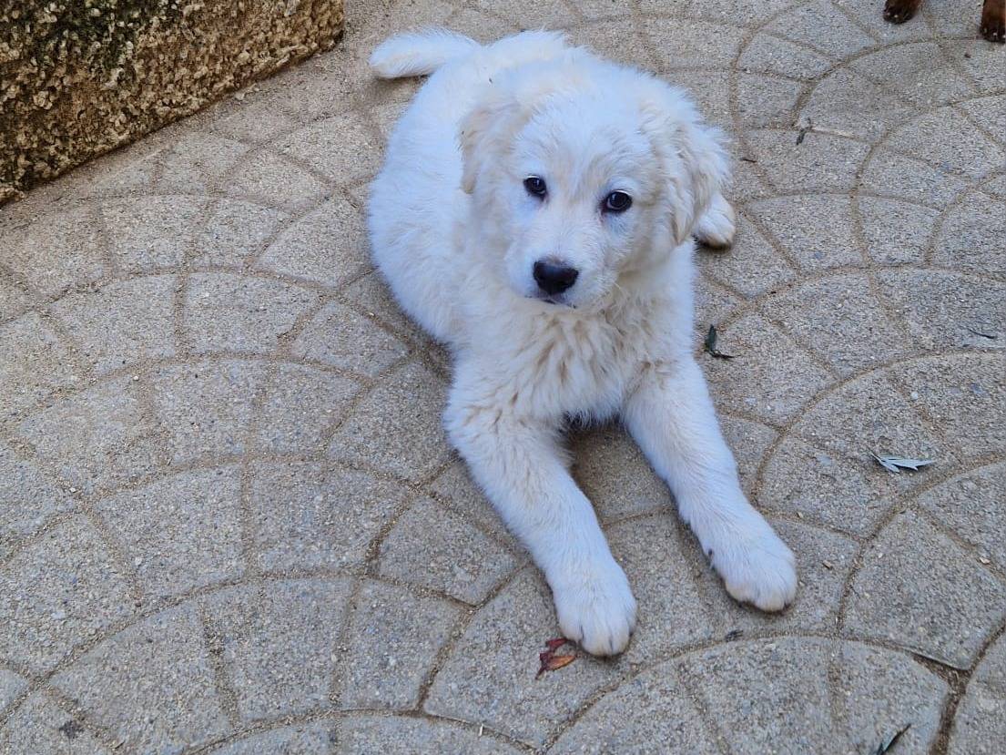 Vuoi adottare un cane a Catanzaro?