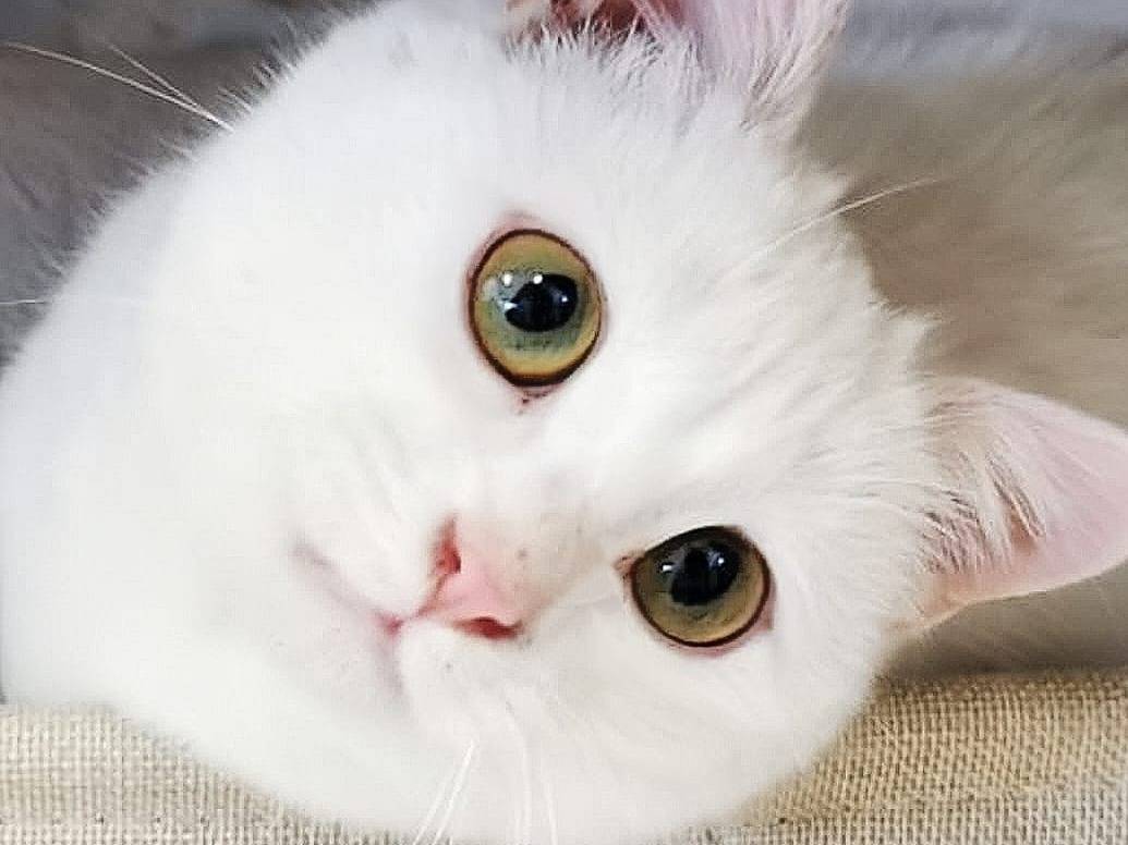 Foto dell'animale