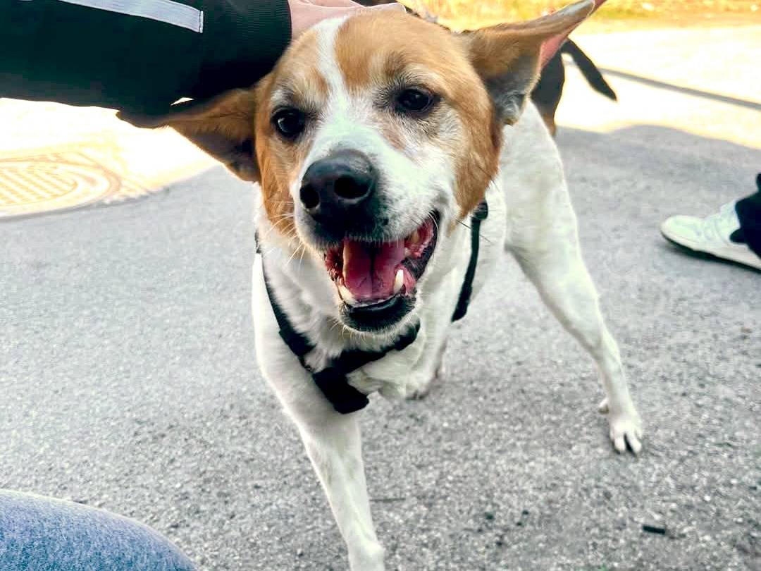 Adotta un cane, taglia piccola, maschio, Caserta