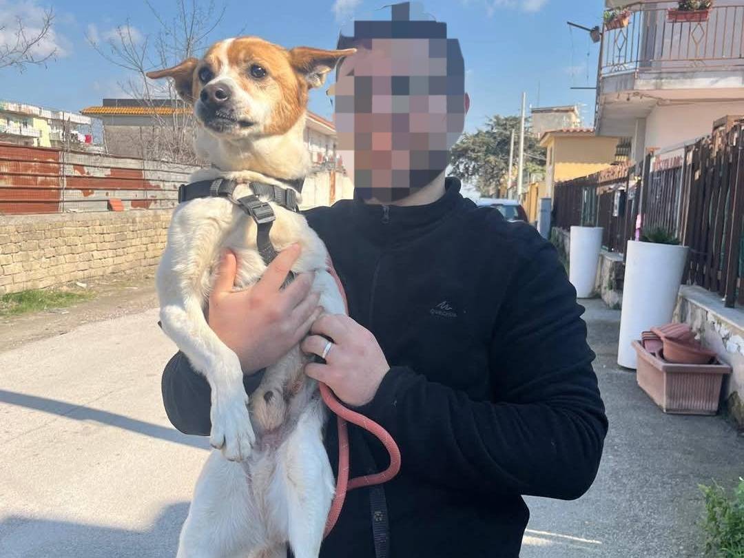 Vuoi adottare un cane a Caserta?