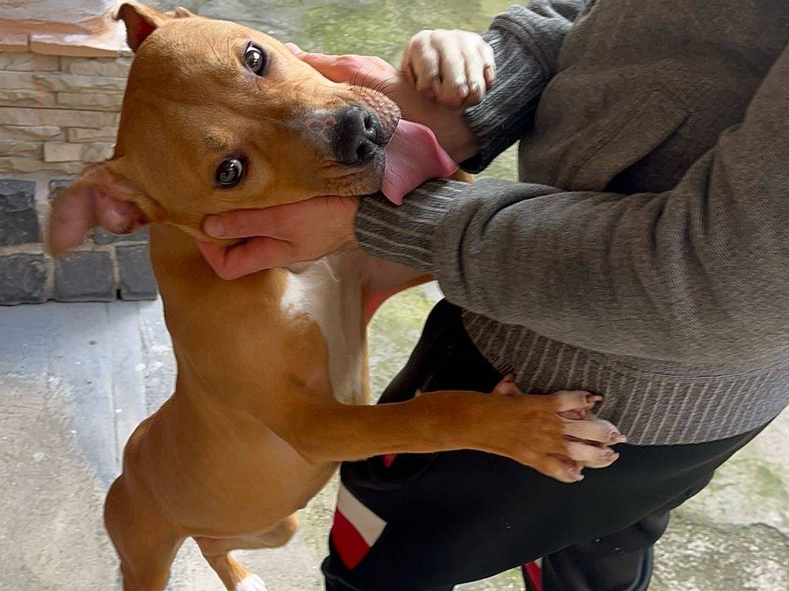 Adotta un cane, taglia media contenuta, femmina, Caserta
