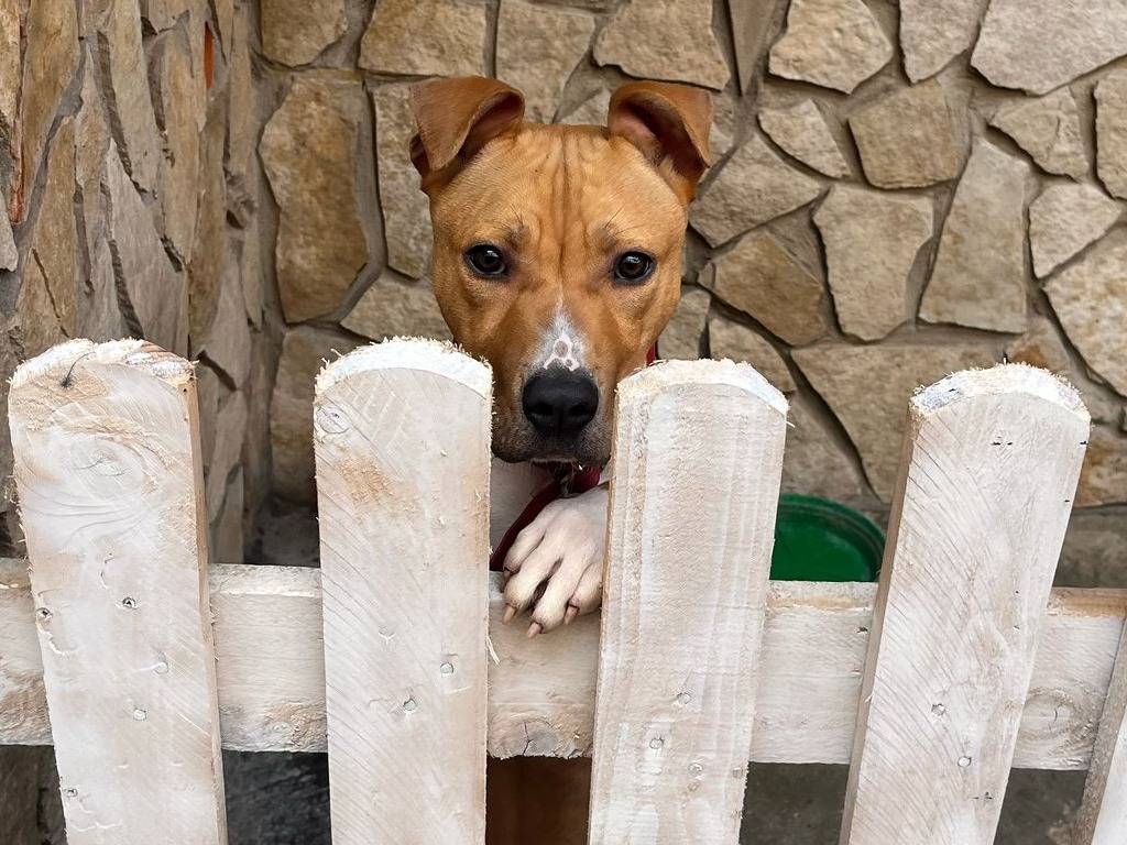 Vuoi adottare un cane a Caserta?