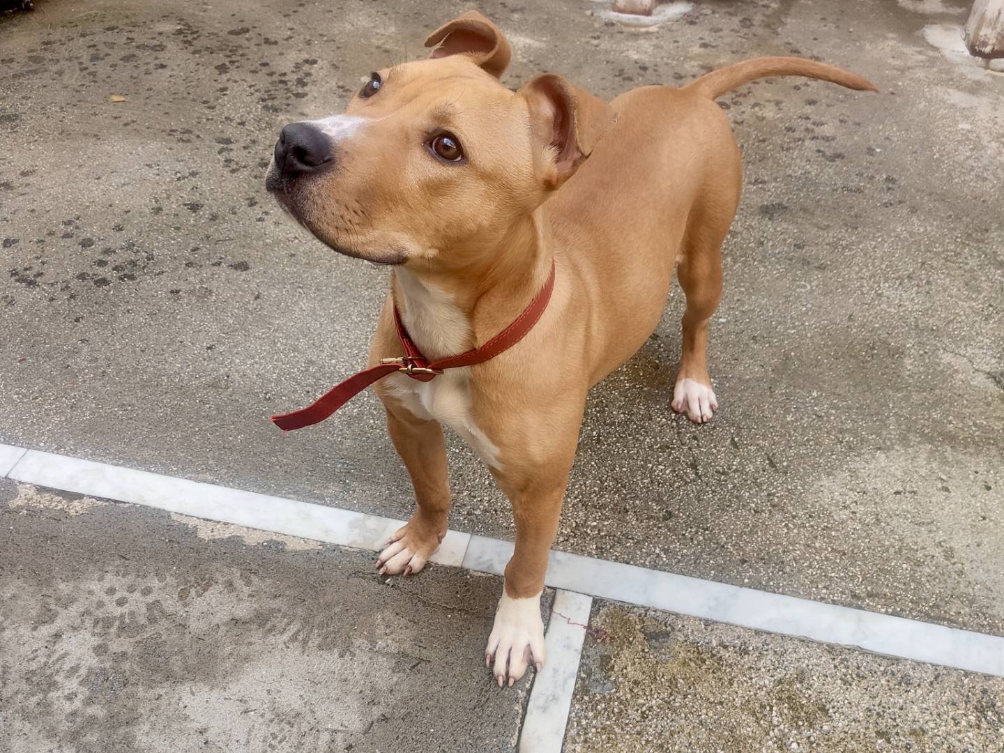 Adotta il cane Sharon a Caserta