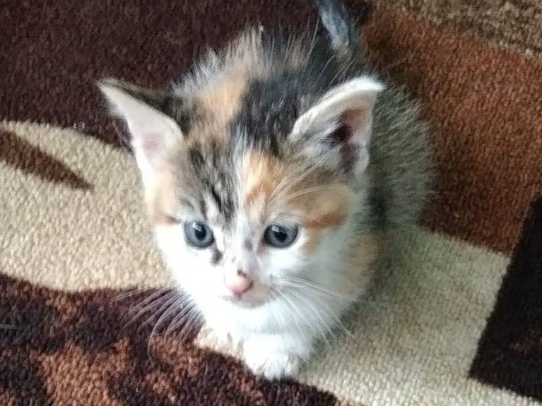 Adozione gatto, femmina, Razza sconosciuta Razza sconosciuta, 1 anno e 4 mesi, taglia non valida, Messina