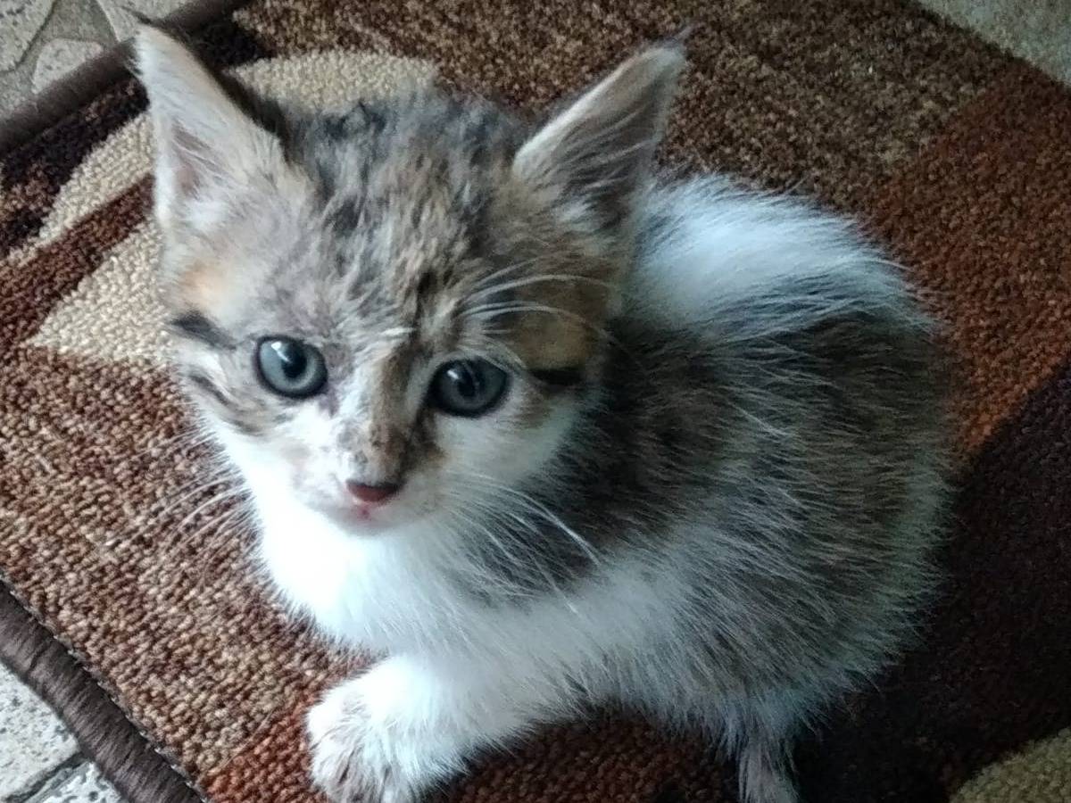 Adozione gatto, femmina, Razza sconosciuta Razza sconosciuta, 1 anno e 4 mesi, taglia non valida, Messina