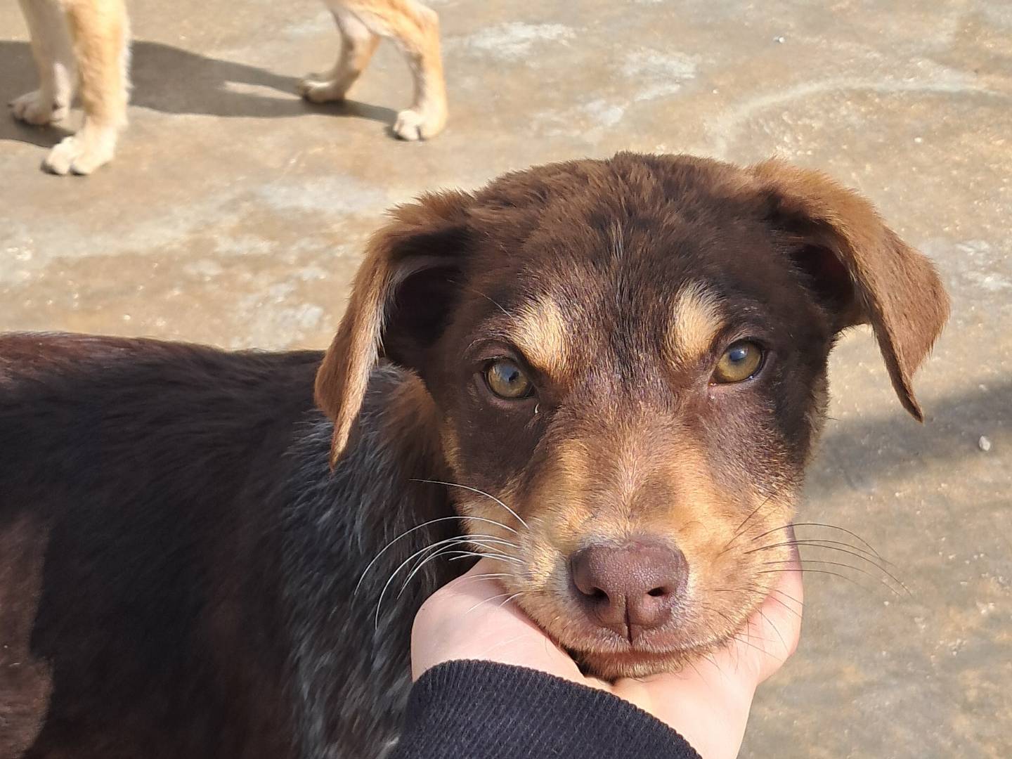 Adozione cane, maschio, Razza sconosciuta Razza sconosciuta, 3 mesi, taglia media, Agrigento