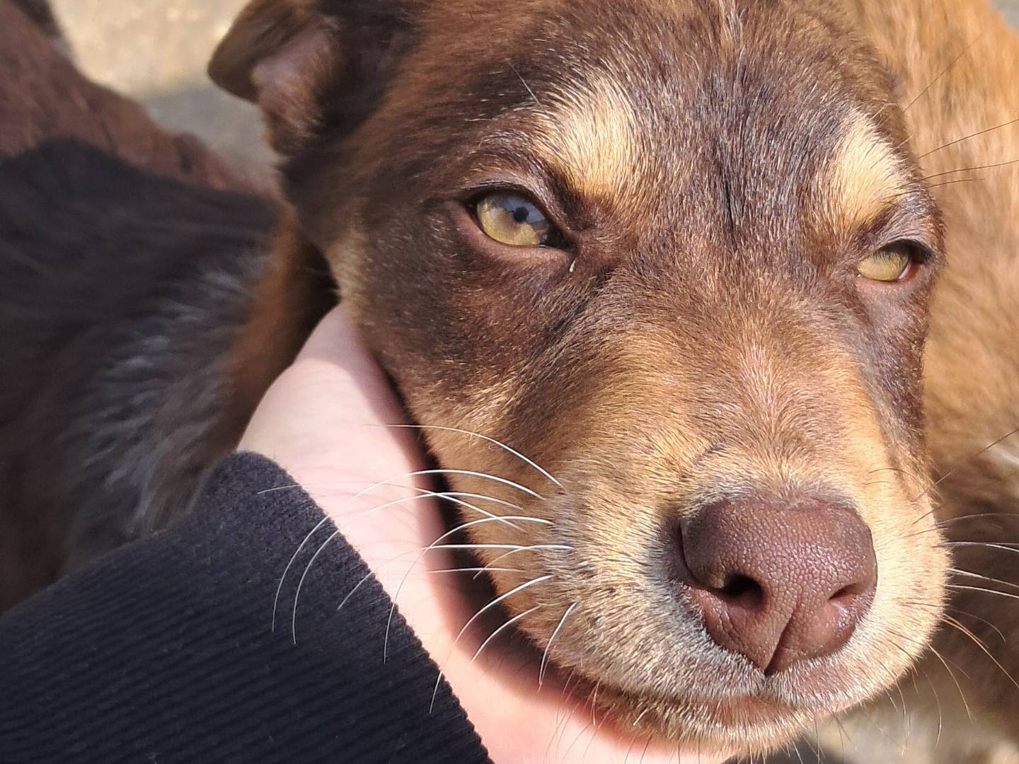 Adotta un cane, taglia media, maschio, Agrigento