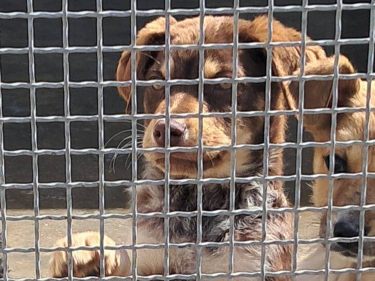 Vuoi adottare un cane a Agrigento?