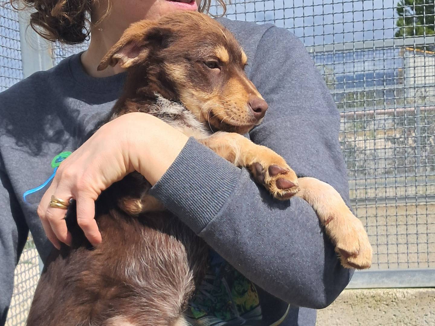 Adotta il cane Ivan a Agrigento