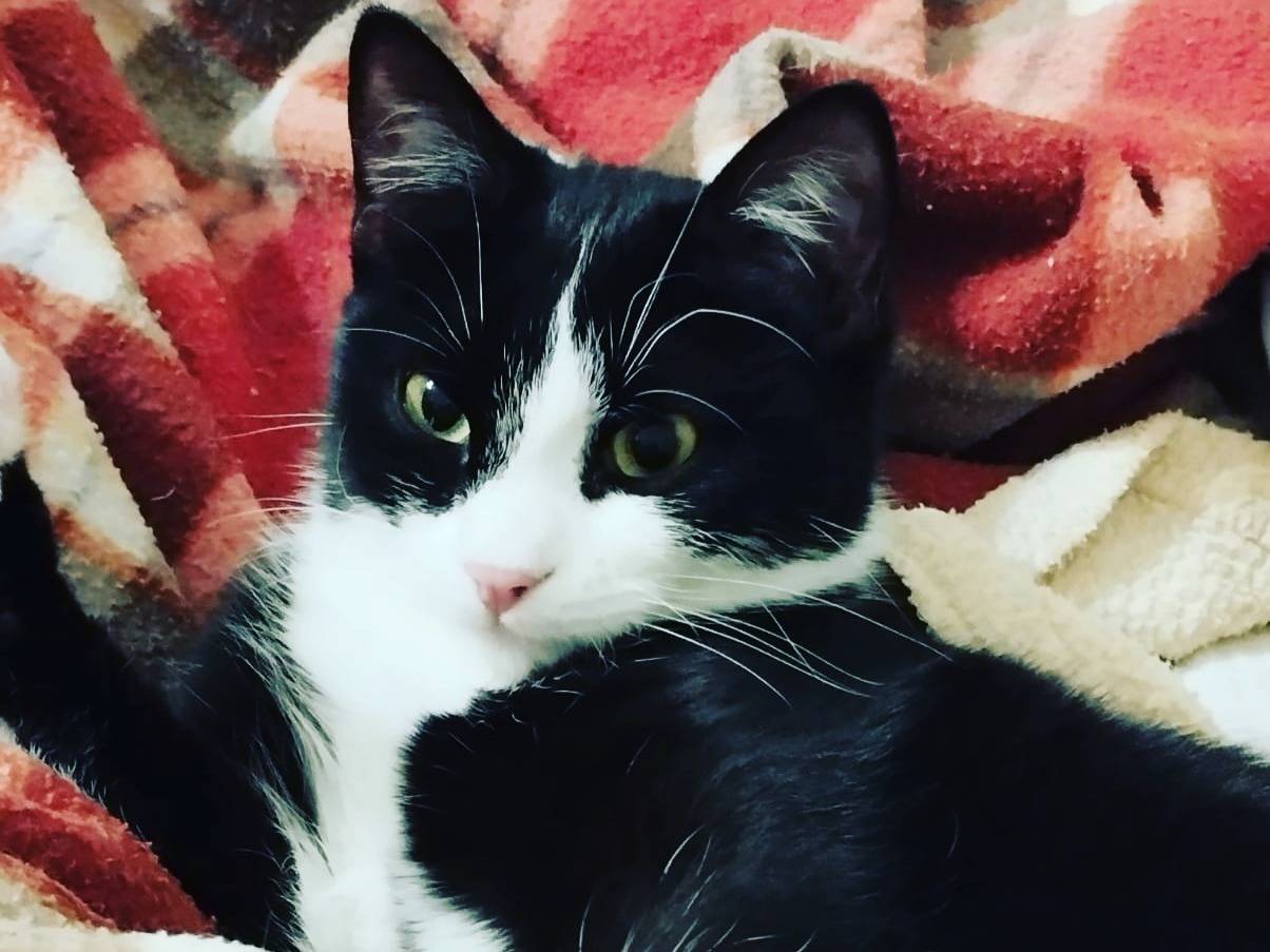 Foto dell'animale