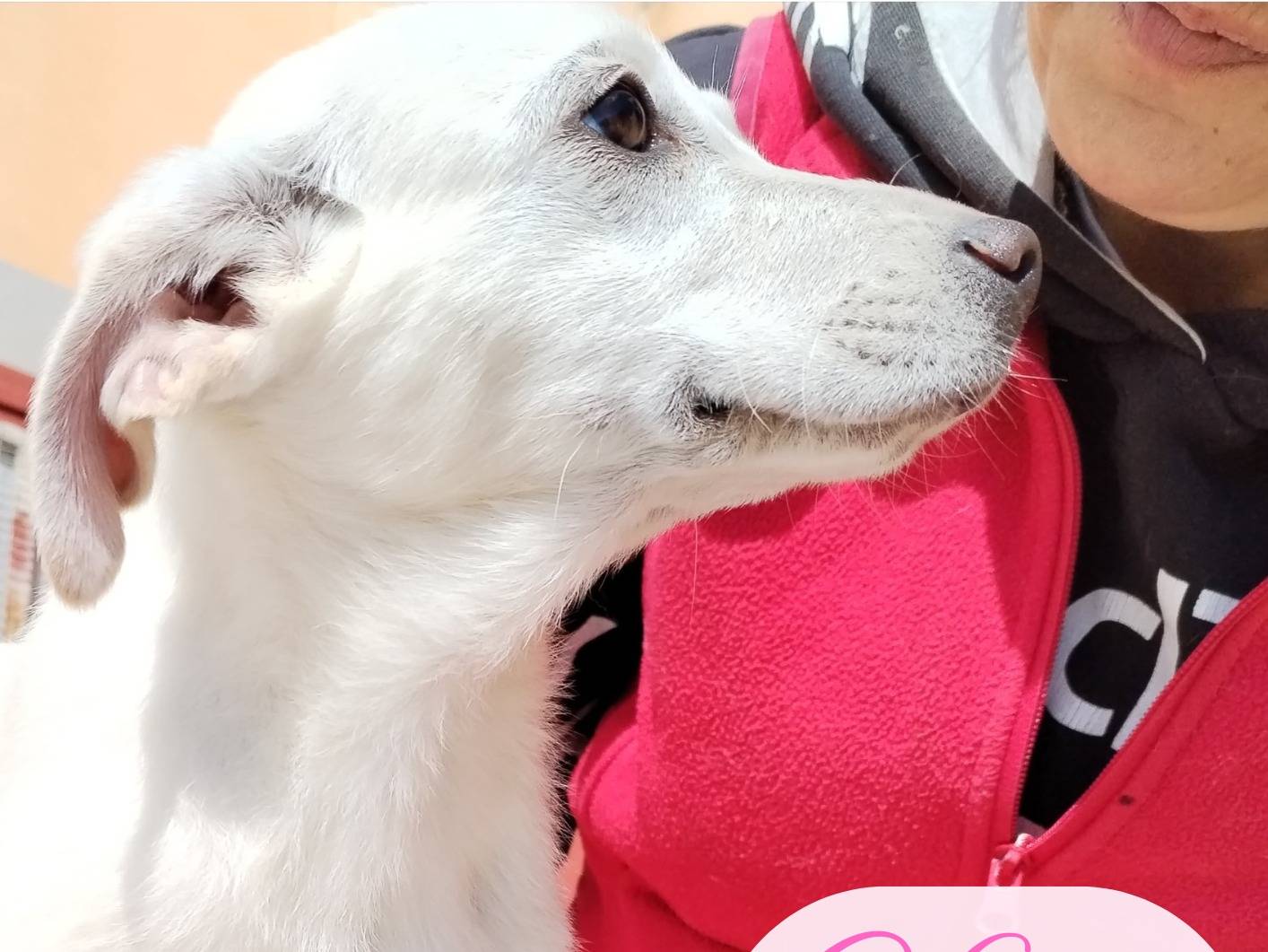 Adotta un cane, femmina, 4 mesi, Cosenza