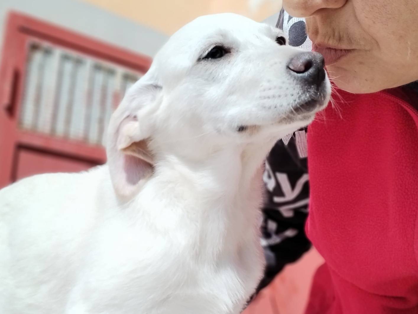 Adotta un cane, taglia media contenuta, femmina, Cosenza