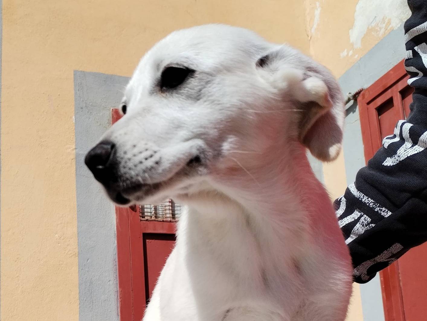 Vuoi adottare un cane a Cosenza?