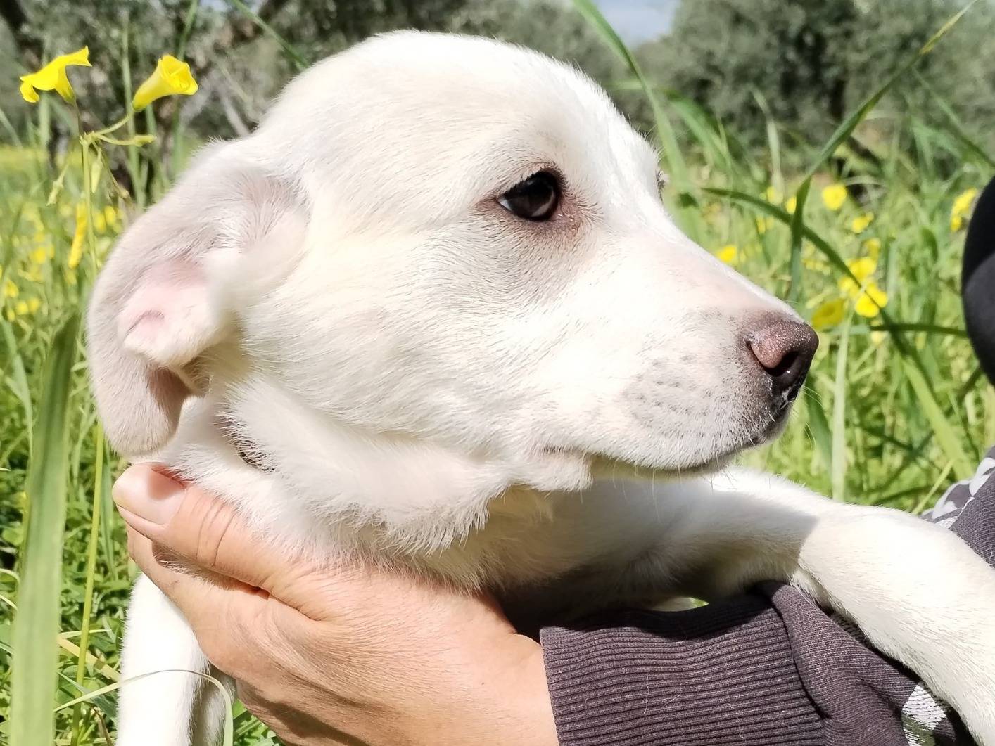 Adozione cane, femmina, Razza sconosciuta Razza sconosciuta, 4 mesi, taglia media contenuta, Cosenza