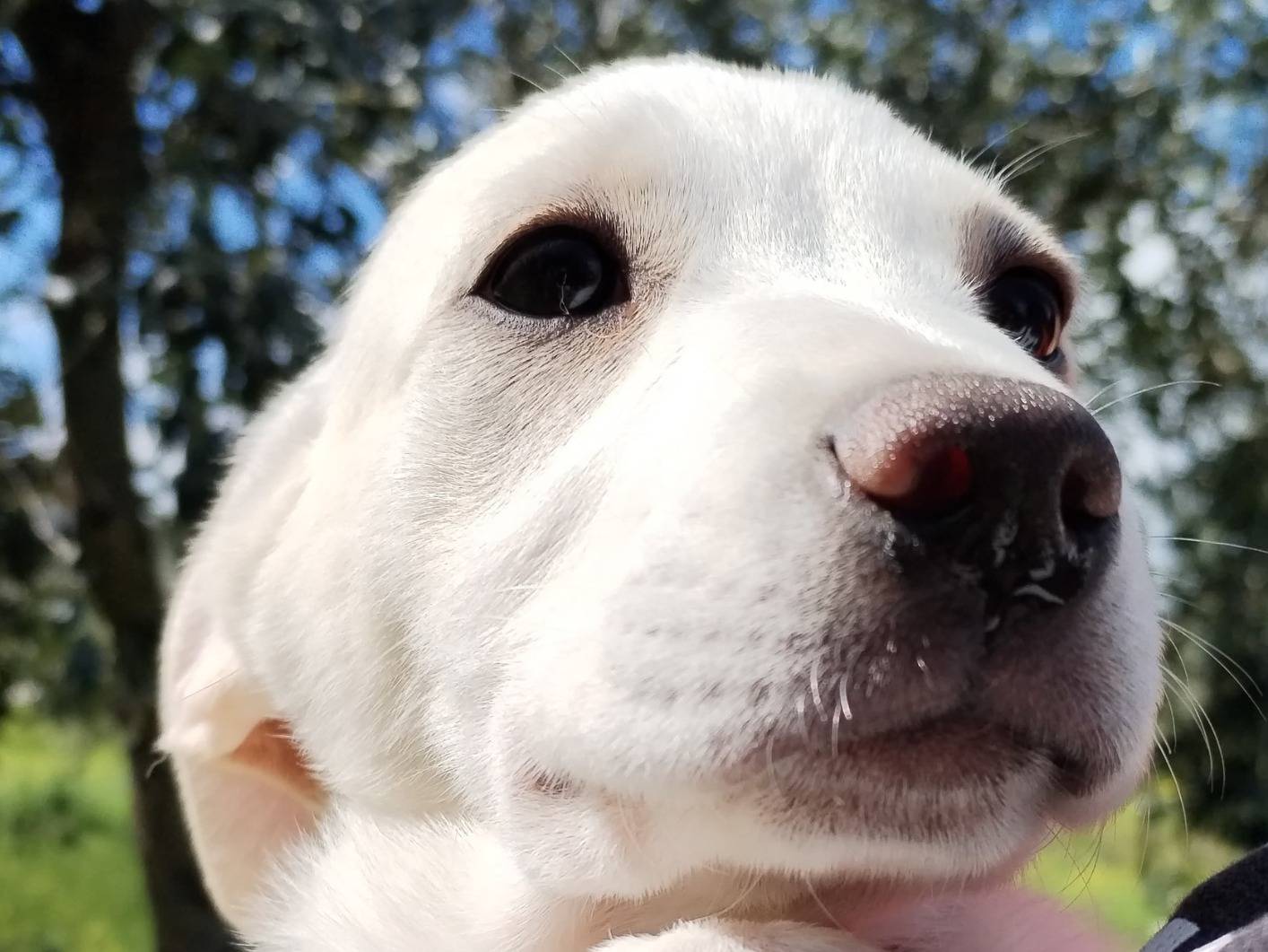 Adotta il cane KIARA a Cosenza