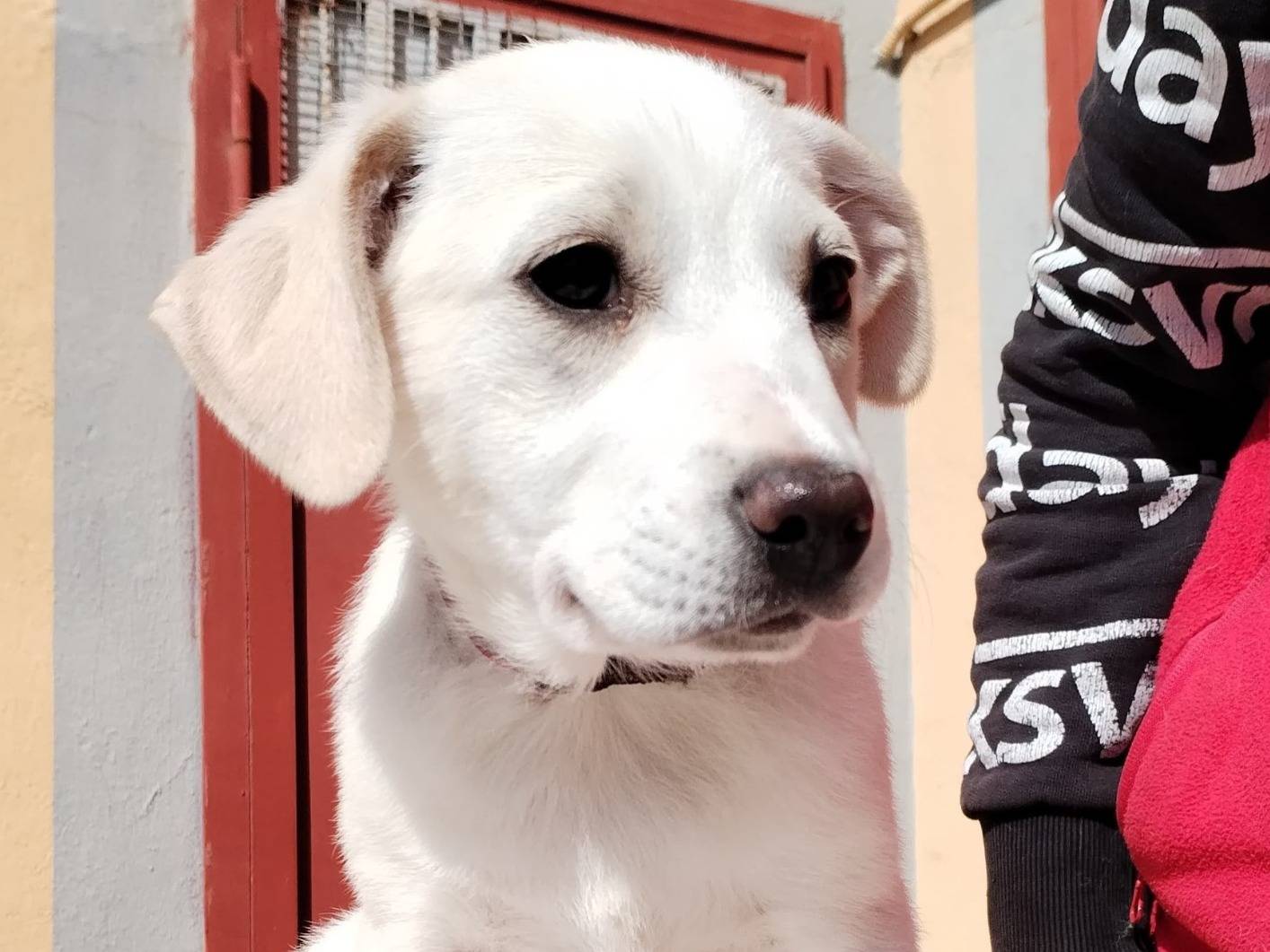 Adotta un cane, femmina, 5 mesi, Cosenza