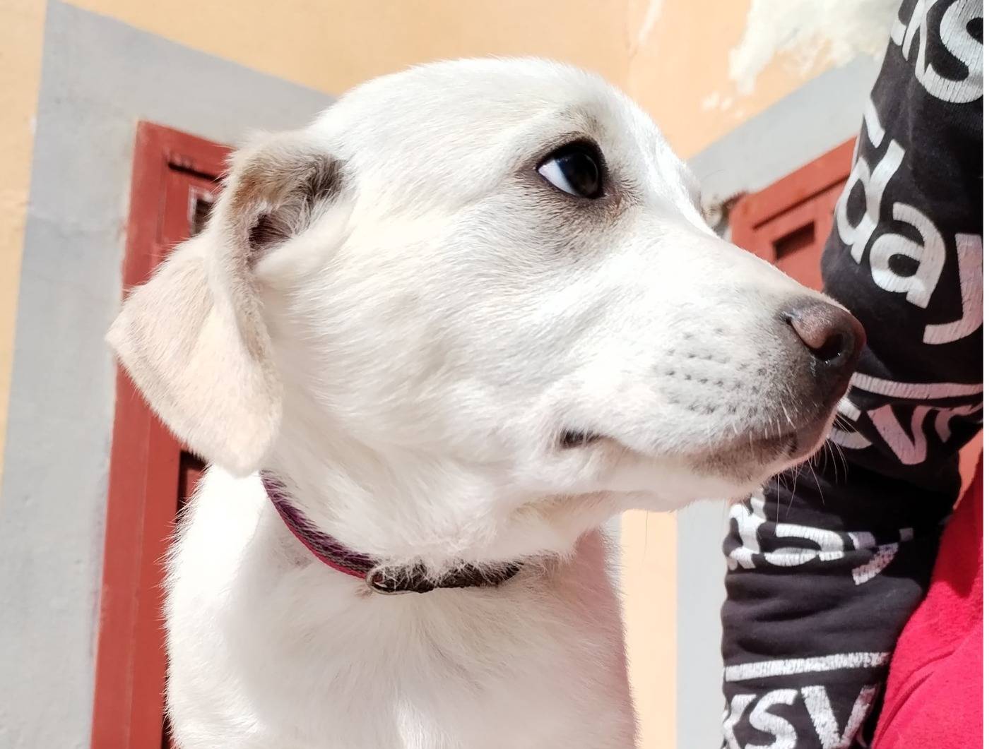Adotta un cane, taglia media contenuta, femmina, Cosenza